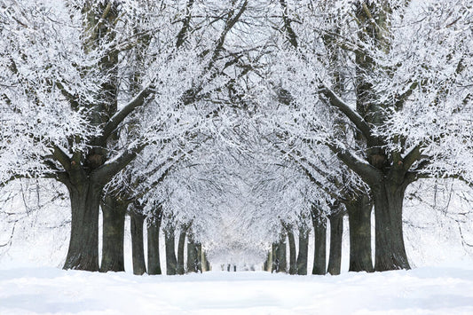 Winter Snowy Road Frozen Trees Backdrop
