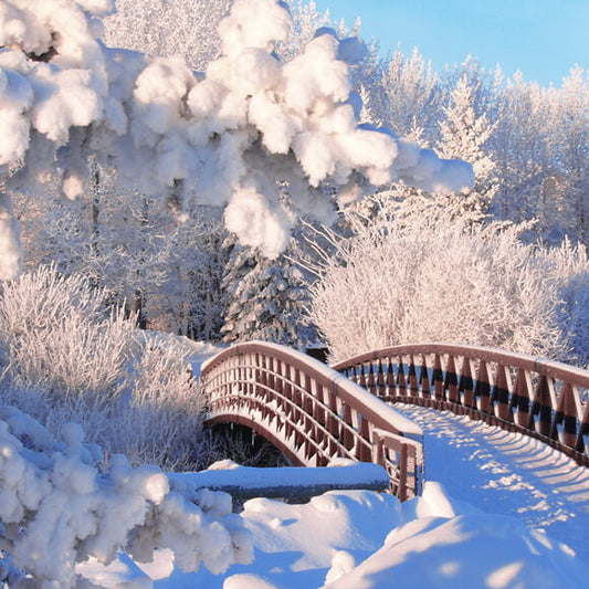 Winter Snow Pine Forest Bridge Backdrop M11-18