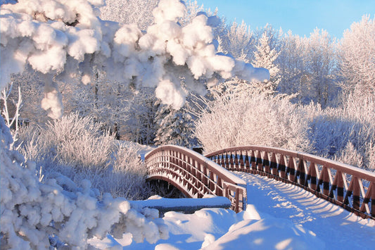 Winter Snow Pine Forest Bridge Backdrop