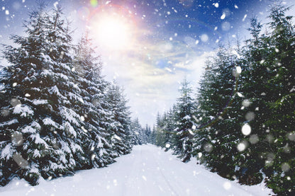 Winter Forest Snowfall Sunlight Landscape Backdrop