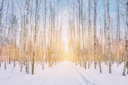 Winter Snowy Forest Park Sunshine Backdrop