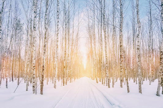 Winter Snowy Forest Park Sunshine Backdrop
