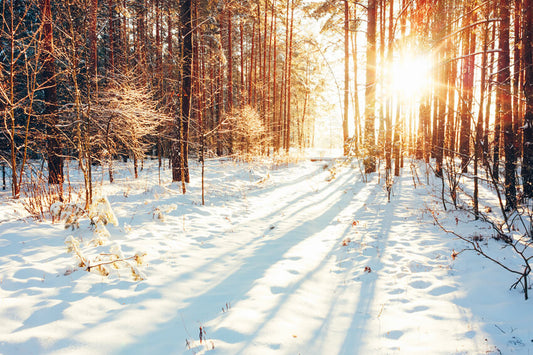 Winter Forest Path Sunlight Snow Backdrop