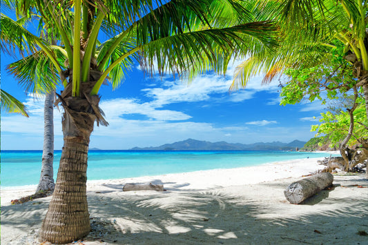 Summer Seaside Palm Trees Blue Sky Backdrop 