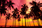 Seaside Sunset Palm Trees Summer Backdrop