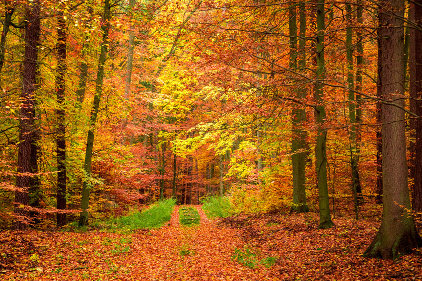 Forest Background Fall Maple R Entry Autumn Forest Maple Trees Photography Backdrop M6-100