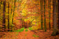 Autumn Forest Maple Trees Photography Backdrop