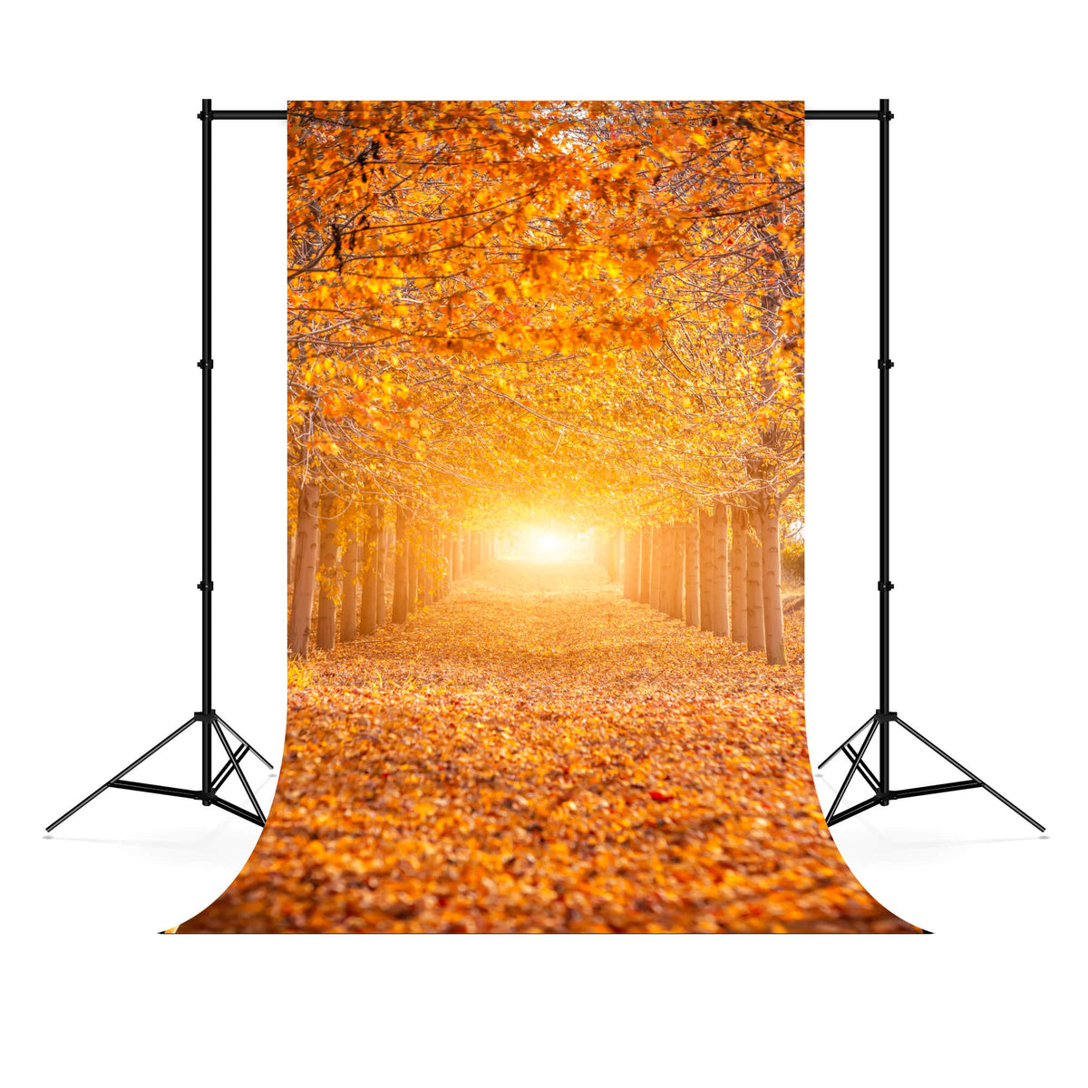 Tree Layout For Rectangular Backdrop Shape Autumn Forest Sunshine Maple Trees Backdrop M6-104