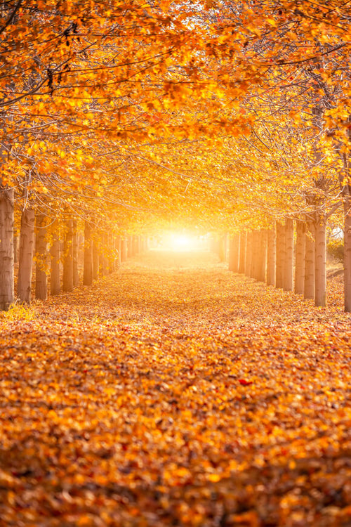 Autumn Forest Sunshine Maple Trees Backdrop M6-104