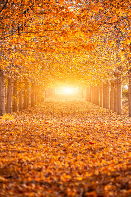 Autumn Forest Sunshine Maple Trees Backdrop
