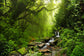 Jungle Forest Landscape Photo Booth Backdrop M6-121
