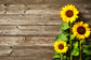 Sunflower Vintage Wood Photography Backdrop M6-13