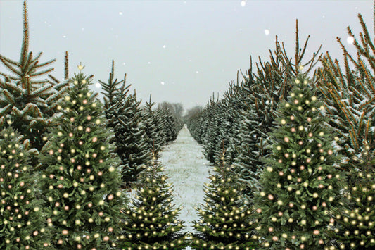 Christmas Tree Farm Winter Snow Backdrop M6-147