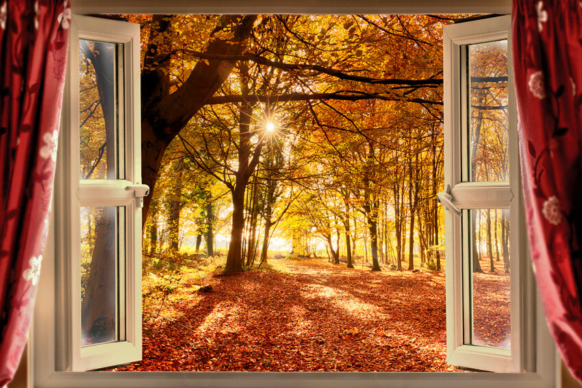 Autumn Forest Sunrise Window Landscape Backdrop M7-81 – Dbackdrop
