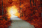 Magical Autumn forest Path Landscape Backdrop M7-85