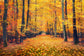 Autumn Forest Maple Leaves Scenery Backdrop M7-86