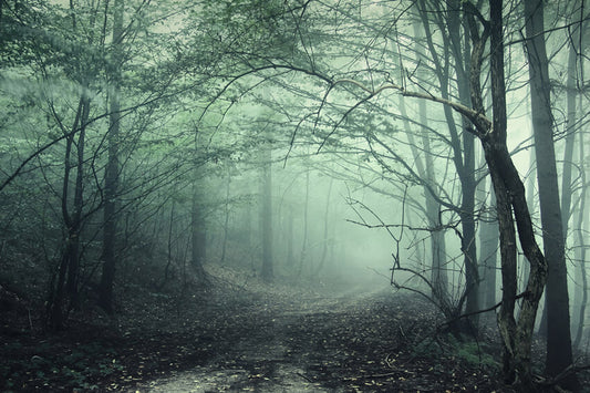 Mysterious Forest Foggy Path Halloween Backdrop