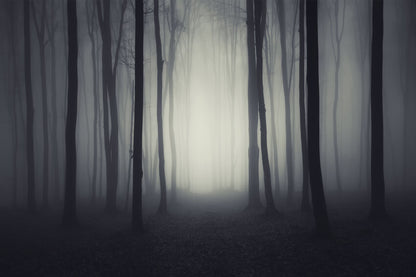 Halloween Dark Gloomy Night Forest Backdrop