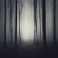 Halloween Dark Gloomy Night Forest Backdrop M8-10