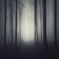 8x8ft Halloween Dark Gloomy Night Forest Backdrop M8-10 (only 2)