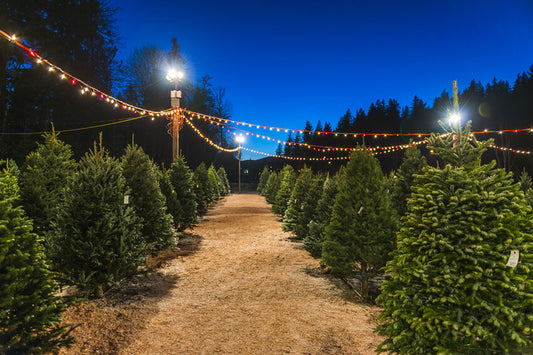 Night Christmas Tree Farm Photography Backdrop