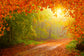 Autumn Forest Maple Leaves Scenery Backdrop