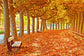 Autumn Maple Leaves Path Photography Backdrop M8-29