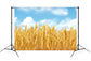 Gold Wheat Field Autumn Harvest Backdrop M8-31