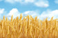 Gold Wheat Field Autumn Harvest Backdrop M8-31