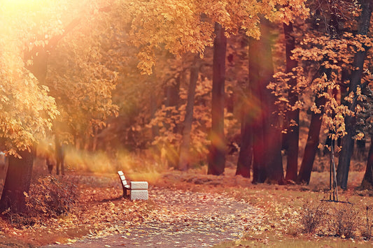 Autumn Park Maple Tree Leaves Backdrop M8-34