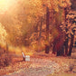 Autumn Park Maple Tree Leaves Backdrop M8-34