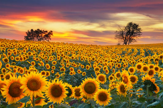 Sunflower Farm Field Photography Backdrop
