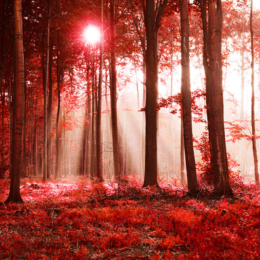 Fall Maple Forest Sunshine Landscape Backdrop M9-33