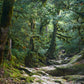 Mysterious Jungle Path Photography Backdrop M9-57