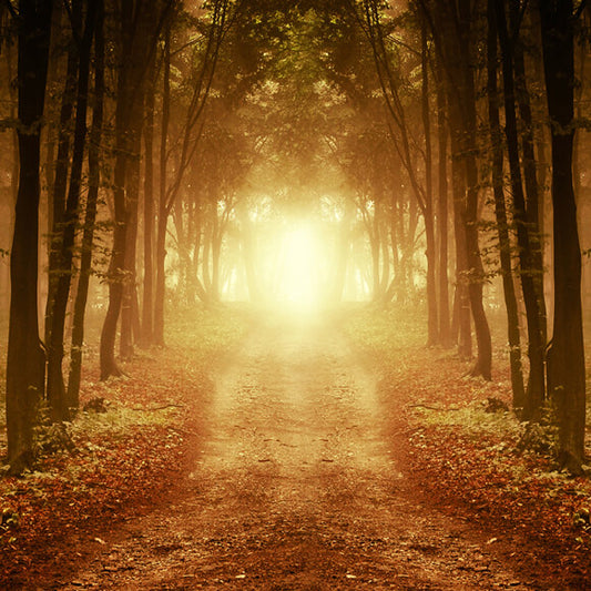 Autumn Forest Afterglow Fallen Leaves Backdrop M9-58