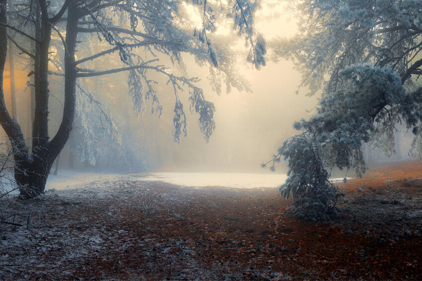 Snowy Forest Winter Nature Landscape Backdrop