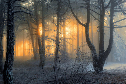 Winter Snowy Forest Dawn Sun Shadow Backdrop
