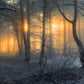 Winter Snowy Forest Dawn Sun Shadow Backdrop M9-60