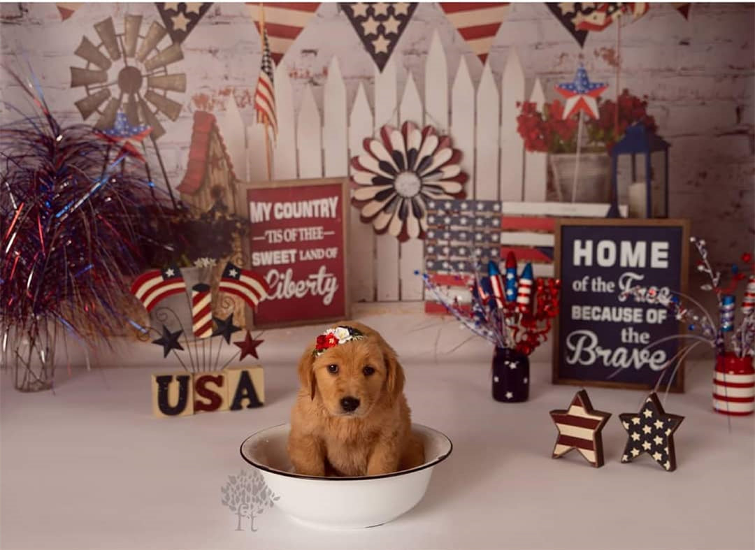 Independence Day Backdrop Patriotic Stars Stripes Display 4th of July Backdrop MRR9-26