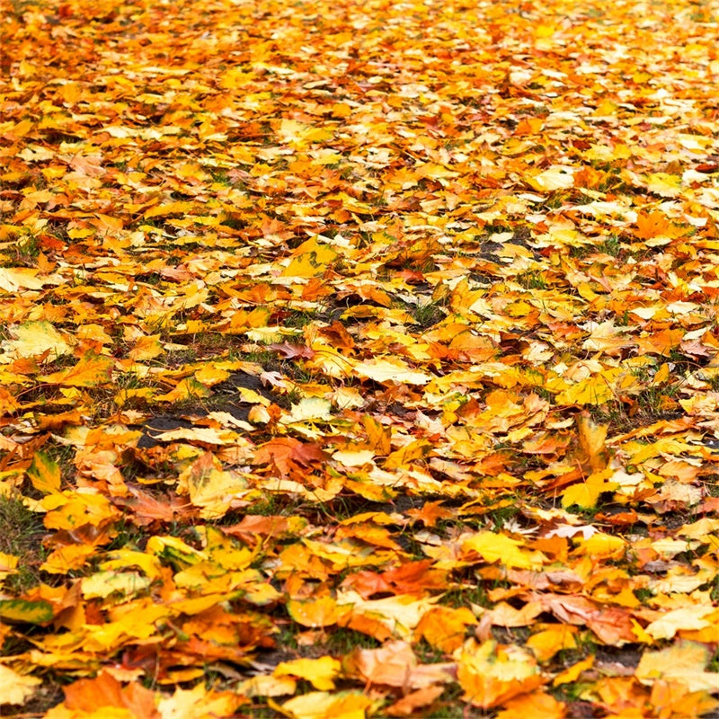 Floor Backdrop Photography Golden Fall Leaves Floor Backdrop TWW57-10