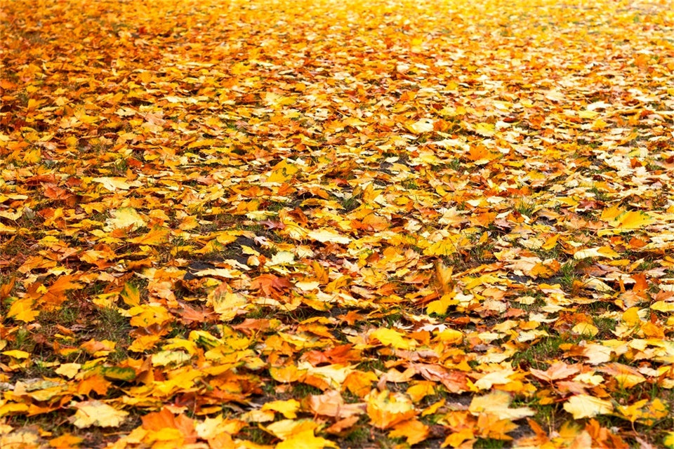 Floor Backdrop Photography Golden Fall Leaves Floor Backdrop TWW57-10