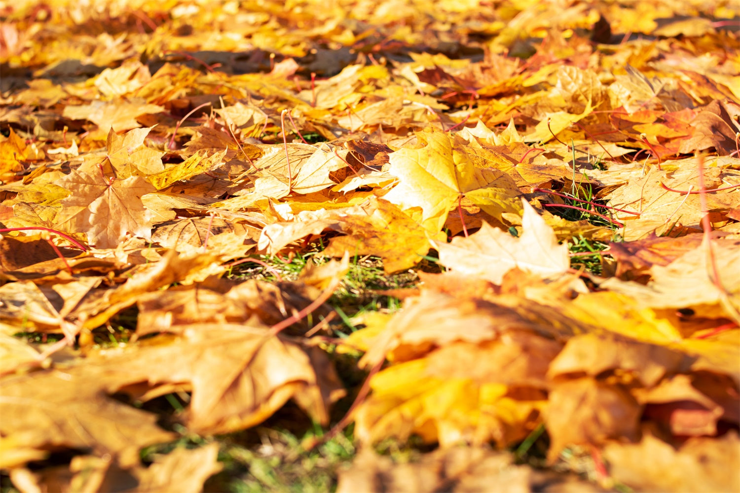Photography Floor Backdrop Bright Leaves Floor Backdrop TWW57-18