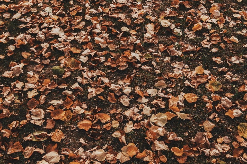 Backdrops And Floors Woodland Dry Leaf Floor Backdrop TWW57-19