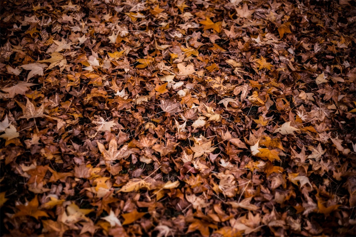 Photography Floor Backdrop Autumn Leaves Floor Backdrop TWW57-9