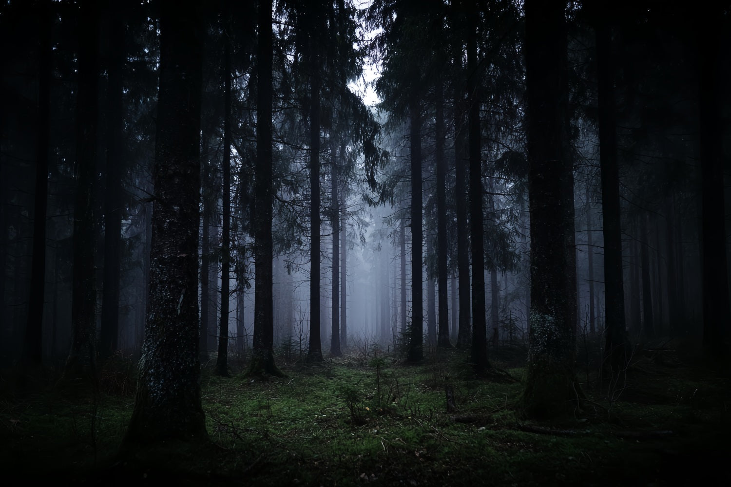 Spooky Forest Backdrop Dark Misty Pine Woods Dark Forest Backdrop TWW59-132