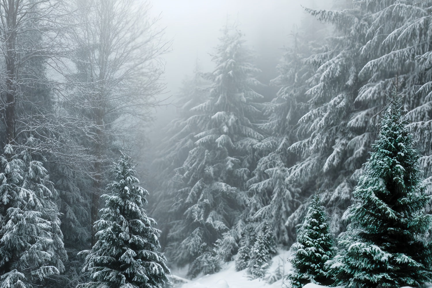 Winter Forest Backdrop Frosted Evergreen Silence Snow Forest Backdrop TWW59-134