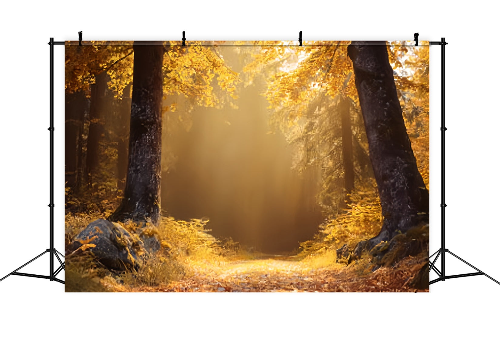 Fall Forest Backdrop Golden Autumn Sunlit Trail Forest Backdrops TWW59-138