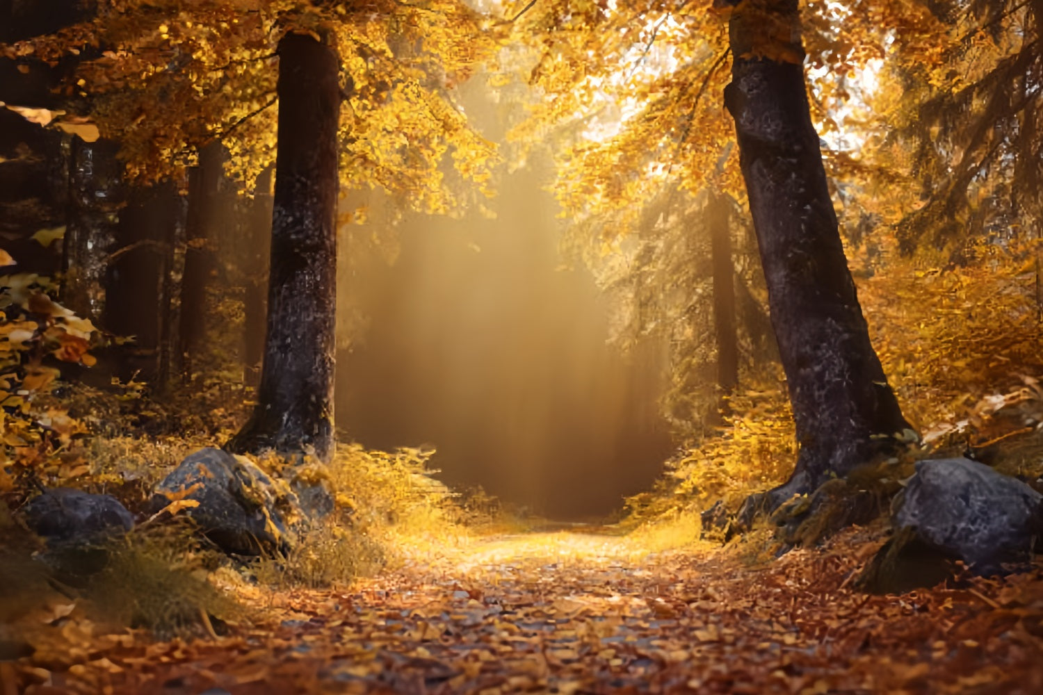 Fall Forest Backdrop Golden Autumn Sunlit Trail Forest Backdrops TWW59-138