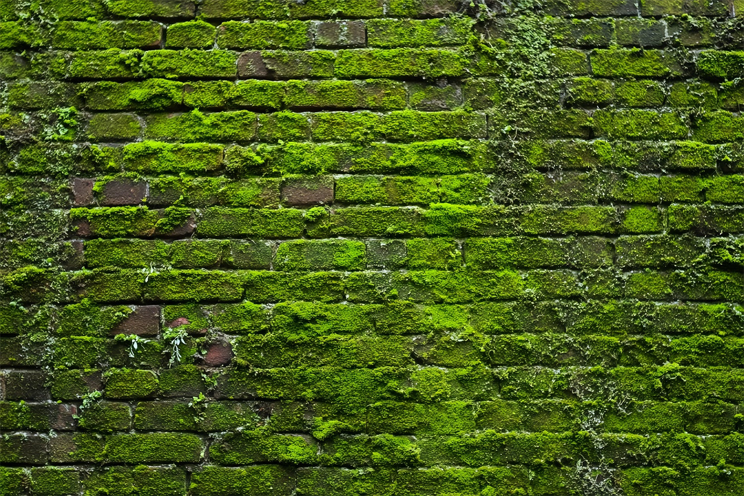 Brick Wall Backdrops Green Moss Vintage Wall Brick Photo Backdrop TWW59-185