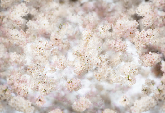 White Pink Spring Flowers Photography Backdrop